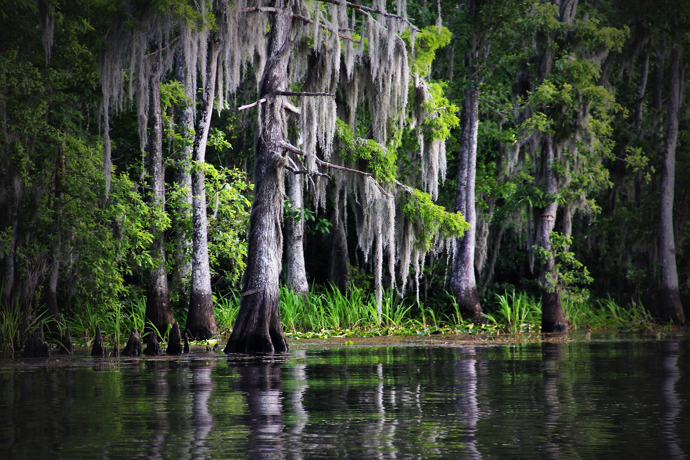 Santa Fe Cypress